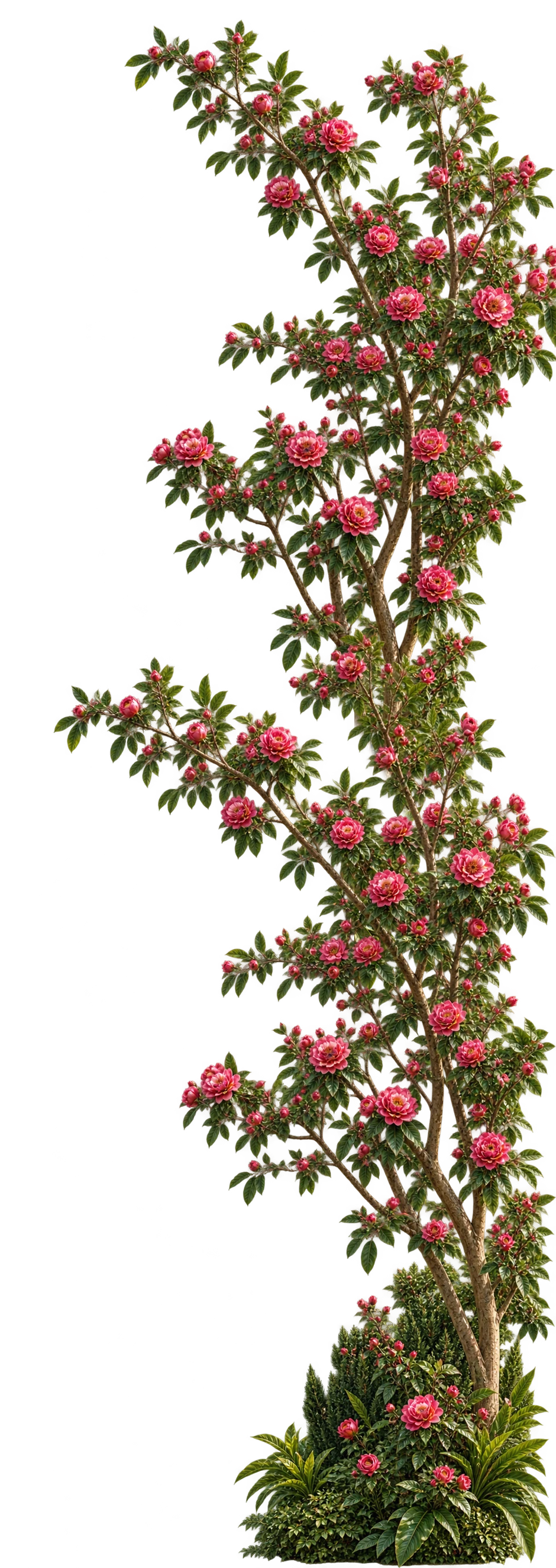 Top Tree Right